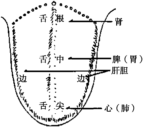 第十二節(jié) 舌診法